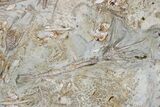 Plate Of Jurassic Crinoid (Balanocrinus) Fossils - England #176235-3